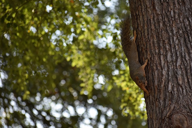门将式封盖出现了